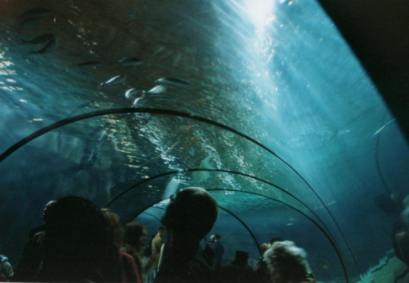 2003032224 blijdorp aquarium